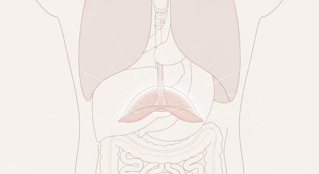 자율신경실조증, 역류성 식도염, 공황장애, 횡격막 호흡, 미주신경, 횡격막 스트레칭, 등 지압, 배수혈, 소화불량, 가슴 두근거림, 불안장애 원인, 불면증 해결